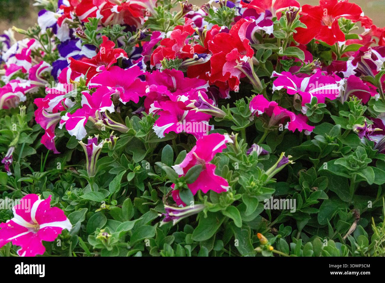 Vivace gruppo di petunie multicolore in sfumature di magenta, rosa, viola e bianco, che si sovrappongono a lussureggianti foglie verdi in un giardino. Foto Stock
