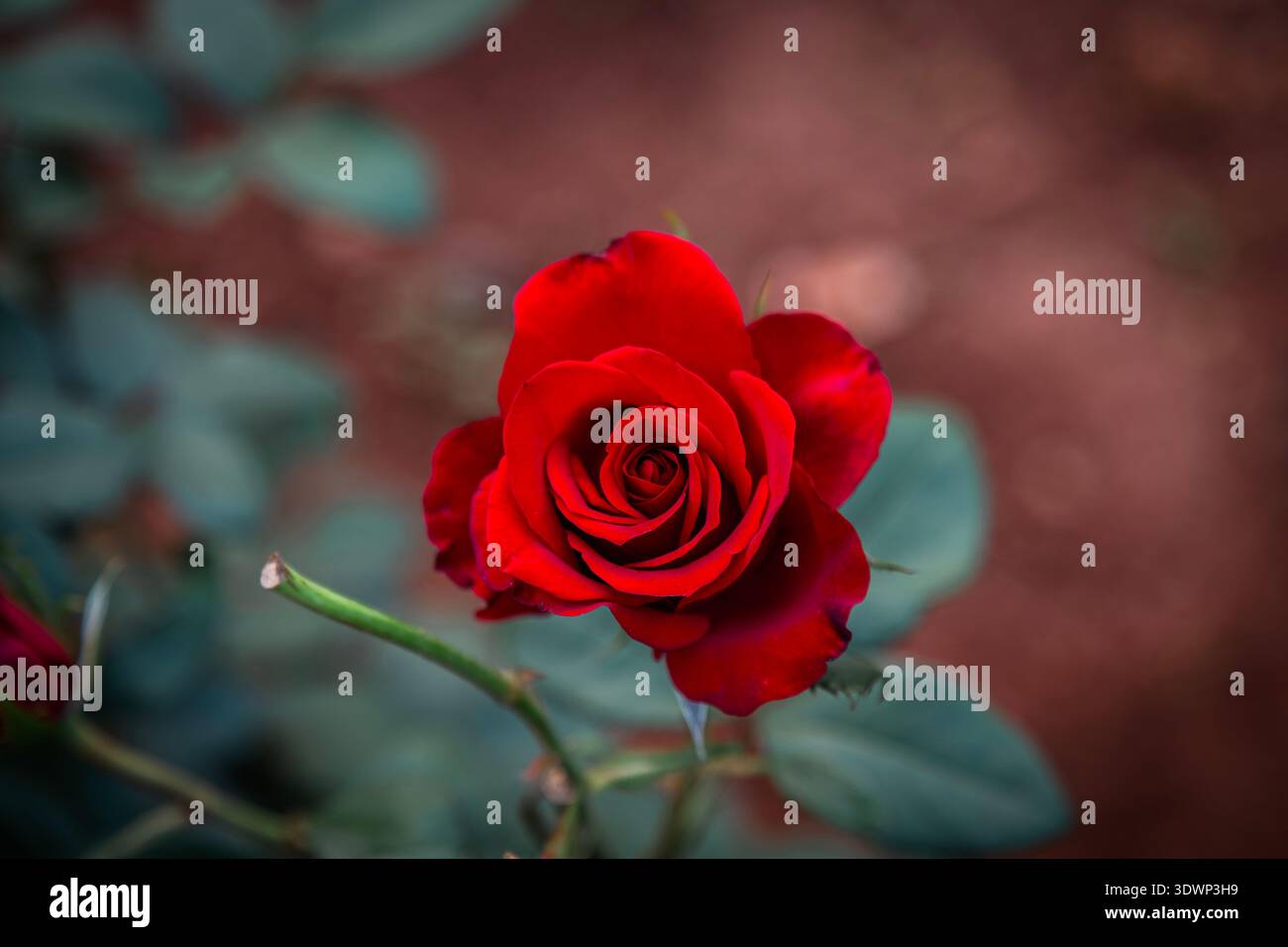 Vivace primo piano di una rosa ibrida di tè rossa della famiglia Rosa x Hybrida in piena fioritura su uno stelo spinoso, incorniciato da morbide foglie verdi Foto Stock