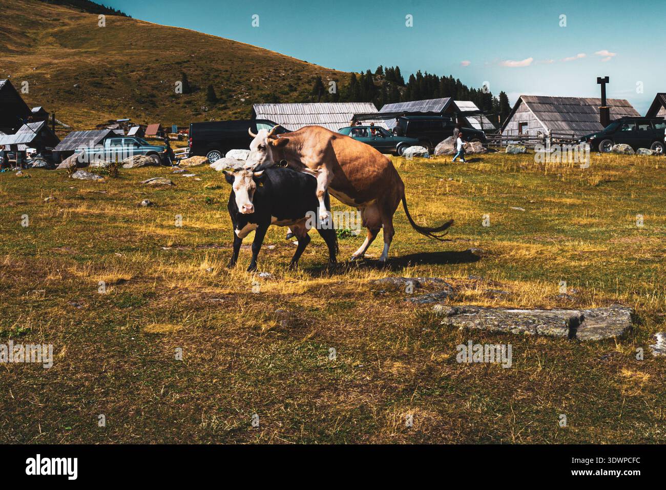 Comportamento buffo degli animali: Una mucca che salta su un'altra mucca al lago Prokosko, Bosnia ed Erzegovina. Foto Stock