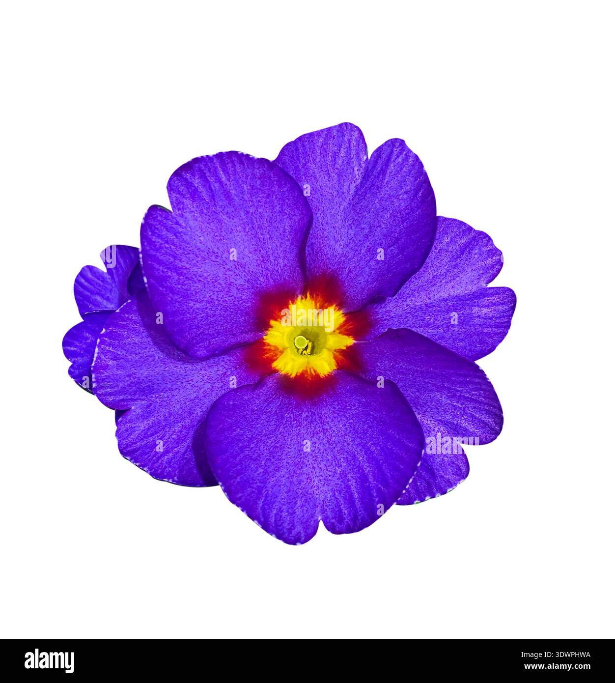 Primula viola con mezzo giallo e rosso isolato su sfondo bianco con percorso di ritaglio. Fiore primaverile ideale per disegni botanici, carte, i Foto Stock
