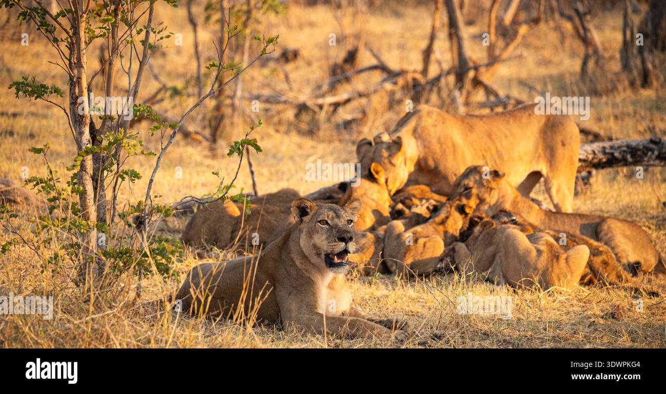 La leonessa sentinella (Panthera leo) protegge l'orgoglio durante il Kill, Parco Nazionale di Hwange, Zimbabwe. Le femmine e i giovani si nutrono con la luce dorata del pomeriggio. Foto Stock