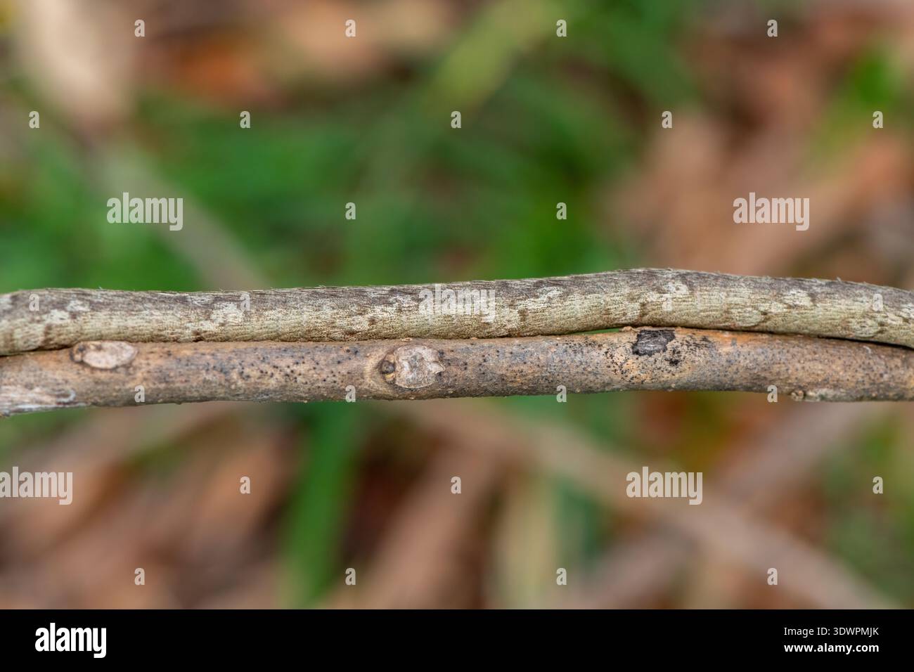 La corteccia mimetica del serpente di vite meridionale (Thelotornis capensis), noto anche come serpente ramoscello, o serpente di uccelli, rispetto a un bastone naturale Foto Stock