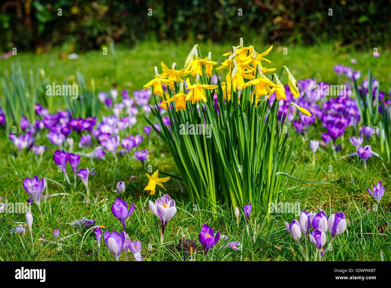Fioritura precoce giallo di febbraio narcisi d'oro e croco di primavera viola (Crocus vernus) che fioriscono in un giardino del Surrey, nel sud-est dell'Inghilterra in inverno Foto Stock