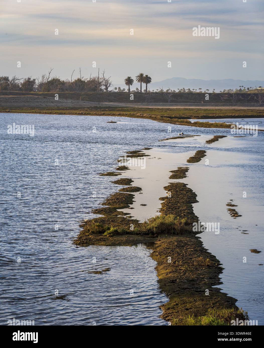 Zone umide con tortuosi canali d'acqua al tramonto lungo Bolca Chica, costa californiana. Foto Stock