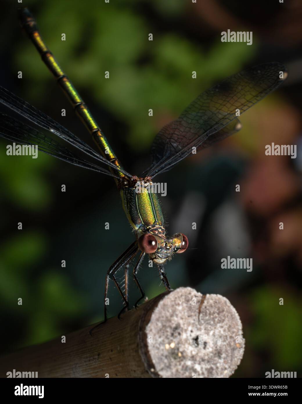Extreme Macro di Damselfly verde metallizzato con grandi occhi rossi Foto Stock
