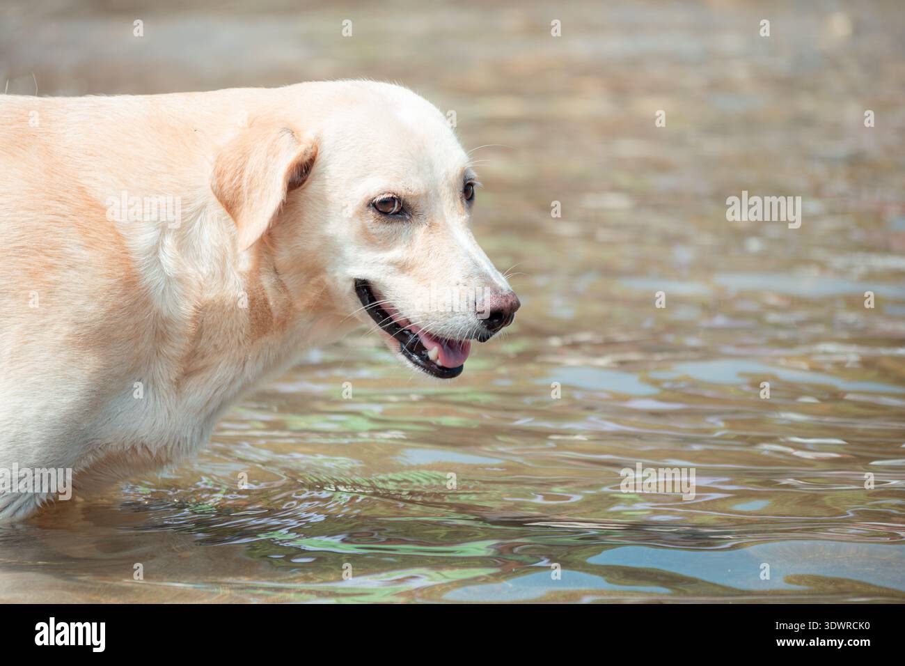 Cane allegro di colore chiaro che resta fresco stando in piedi in acque poco profonde all'aperto, guardando avanti con la bocca leggermente aperta e un'espressione appagante Foto Stock