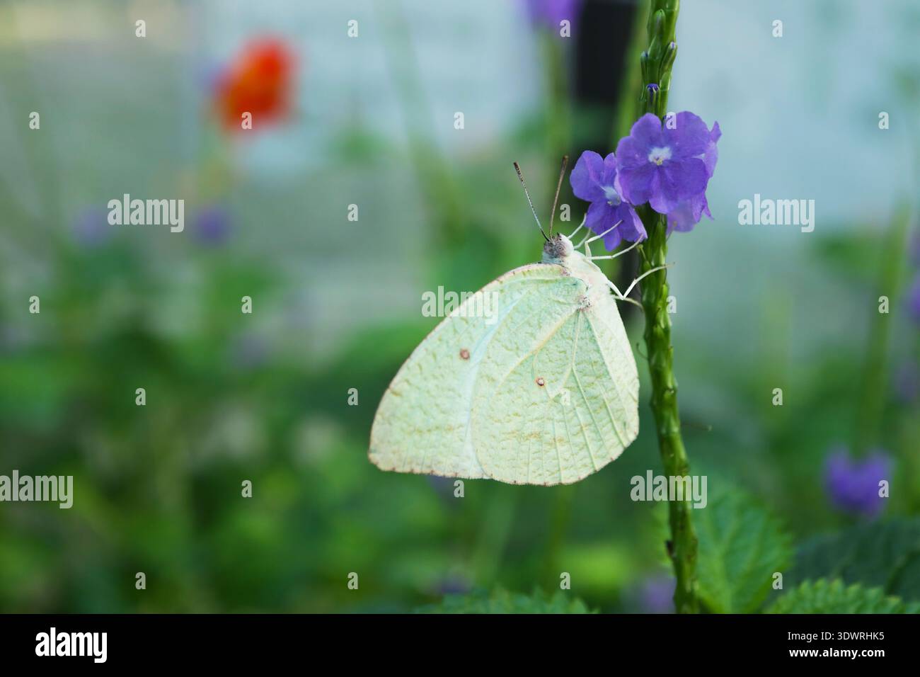 Lo spirito alato di foglie riposa in fiore, la farfalla Parsonage Moor su fiori viola Foto Stock