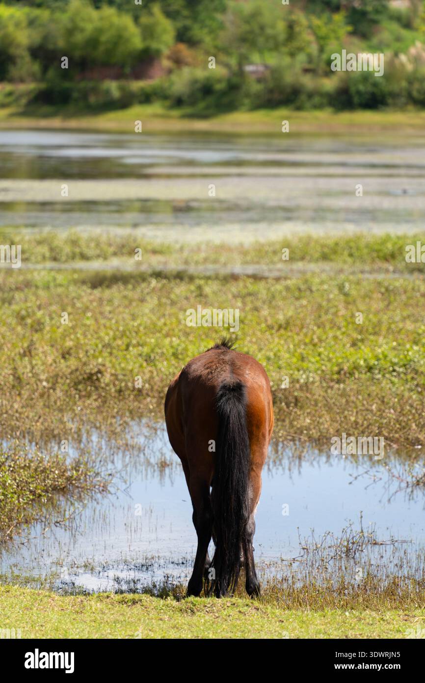 Cavallo in piedi in un piccolo bacino idrico e una zona umida vicino a Dali, Yunnan, Cina, circondato da praterie e acque riflettenti. Foto Stock