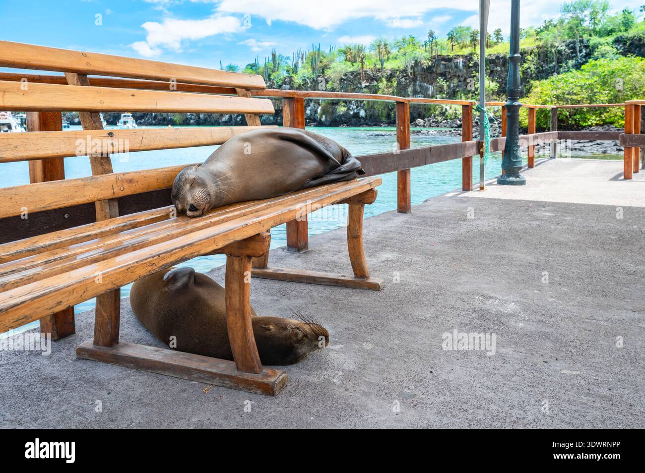 Leoni marini che si rilassano sulla panchina di legno al Porto di Puerto Ayora, Santa Cruz, Isole Galapagos Foto Stock