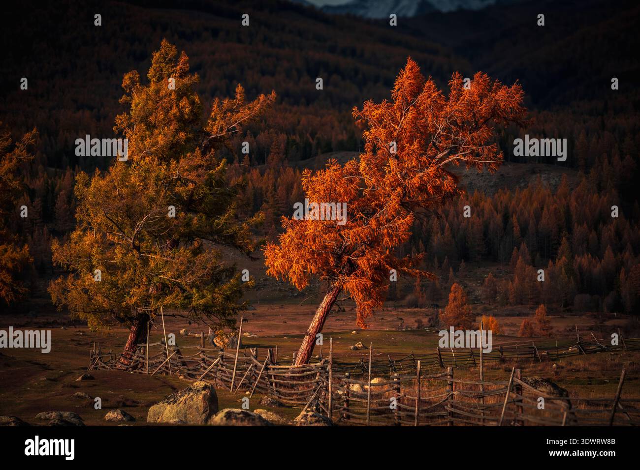 Scenario autunnale caratterizzato da alberi colorati con foglie d'arancio e dorate vicino a una recinzione di legno. Splendida esposizione della natura autunnale in un ambiente di campagna dai colori caldi. Ambiente tranquillo e pittoresco all'aperto. Foto Stock