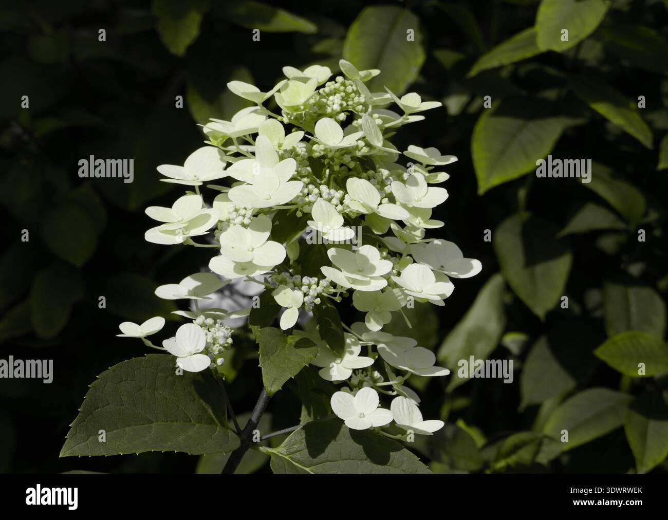 Fiori bianchi di Hydrangea paniculata che fioriscono in giardino Foto Stock