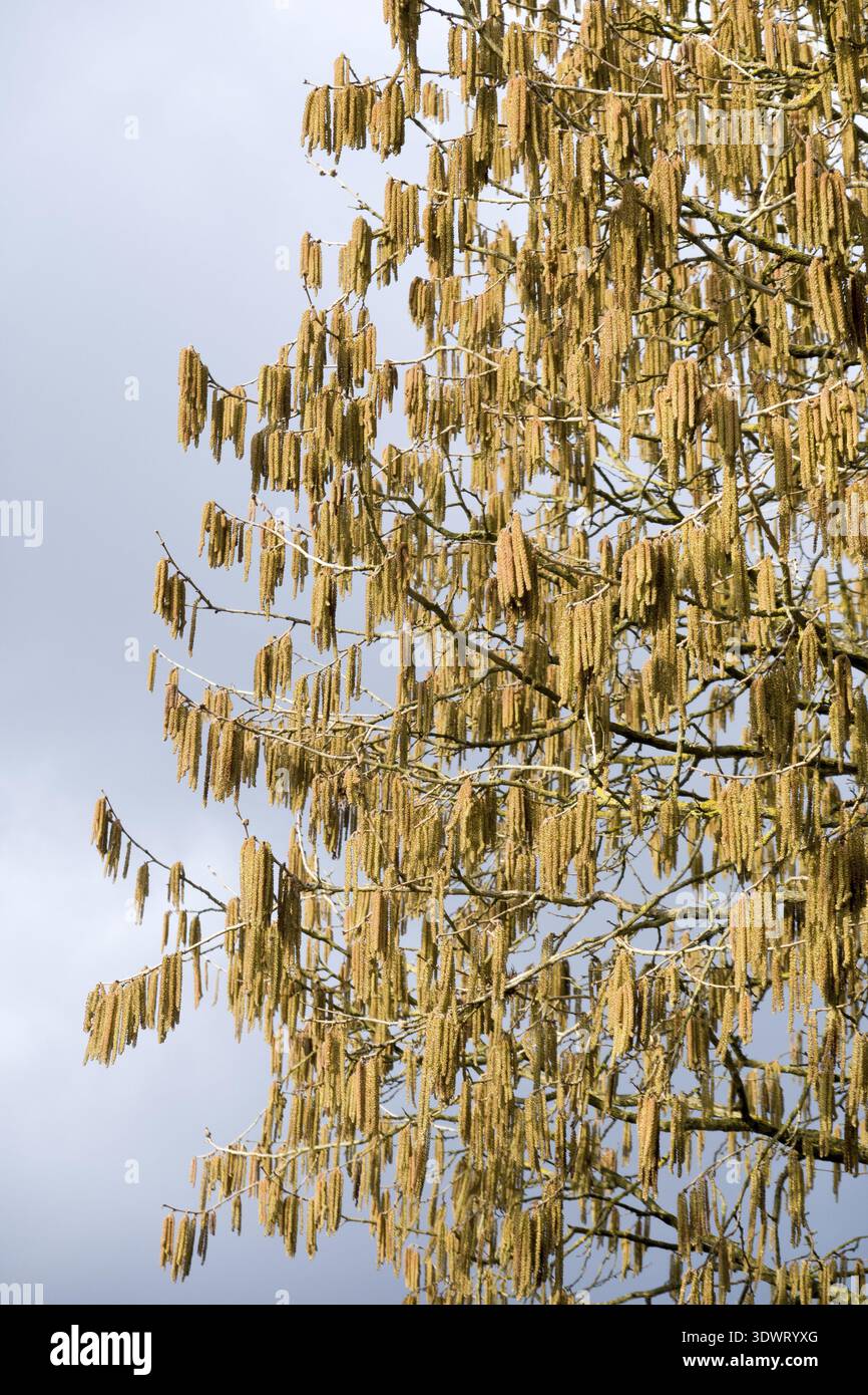 Nocciola albero (Corylus colurna) - fiori maschi sull'albero Foto Stock