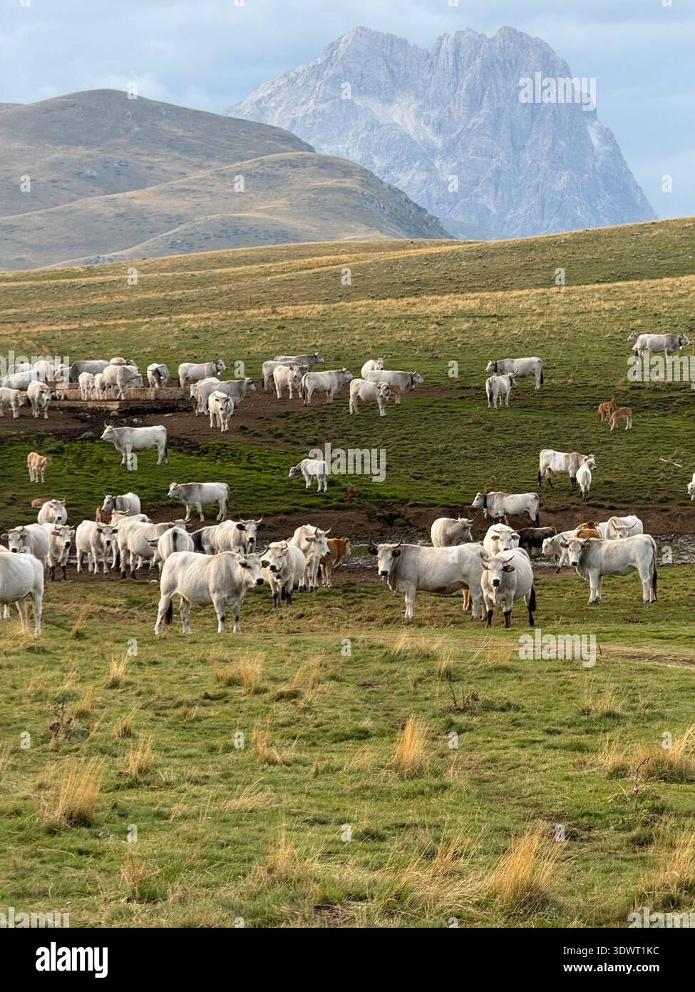 Mandria di bovini che pascolano sull'altopiano di campo Imperatore nel Parco Nazionale del Gran Sasso, Abruzzo, Italia, con aspre montagne appenniniche sullo sfondo. - Immagine stock catturata con smartphone