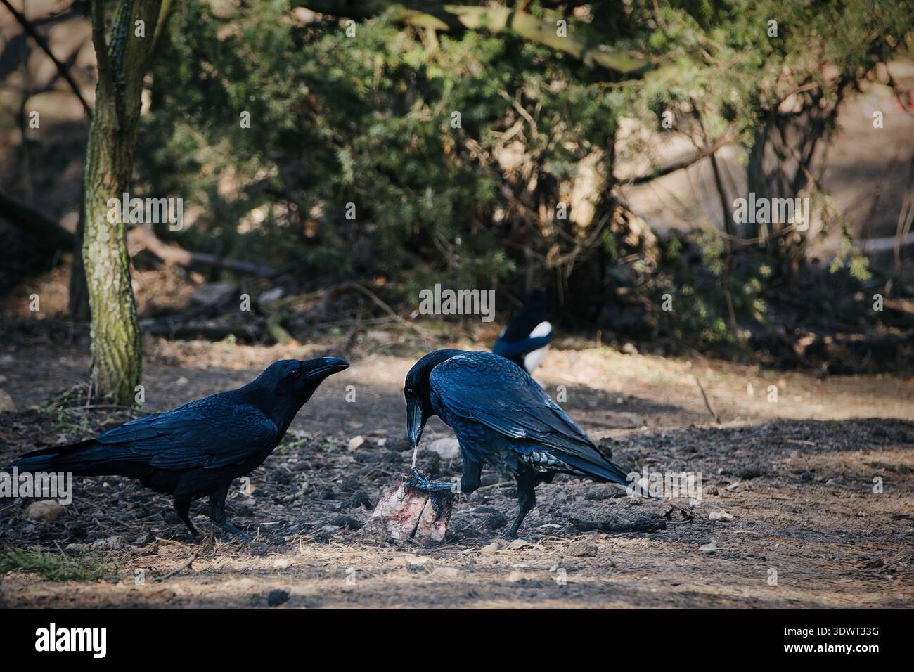 Due corvi comuni che scavano su un pezzo di carne in una foresta, mostrando un comportamento di alimentazione naturale e l'interazione sociale tra gli insabbiatori. Foto Stock