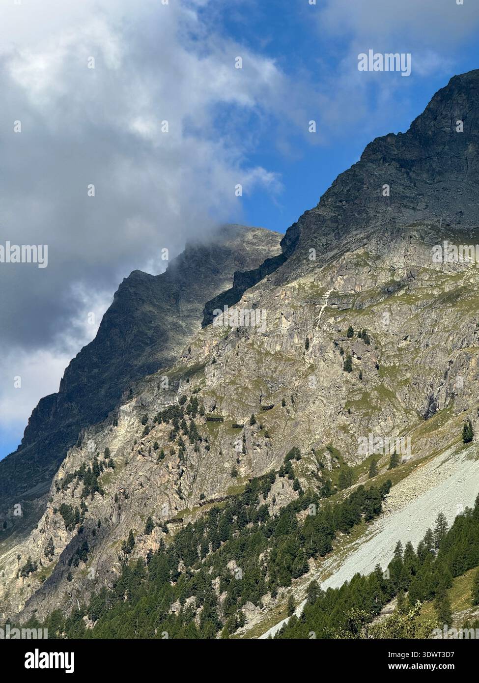 Fiori selvatici di alghe rosa che fioriscono in un prato alpino delle Alpi svizzere, vivaci piante estive illuminate dalla luce del sole. - Immagine stock catturata con smartphone