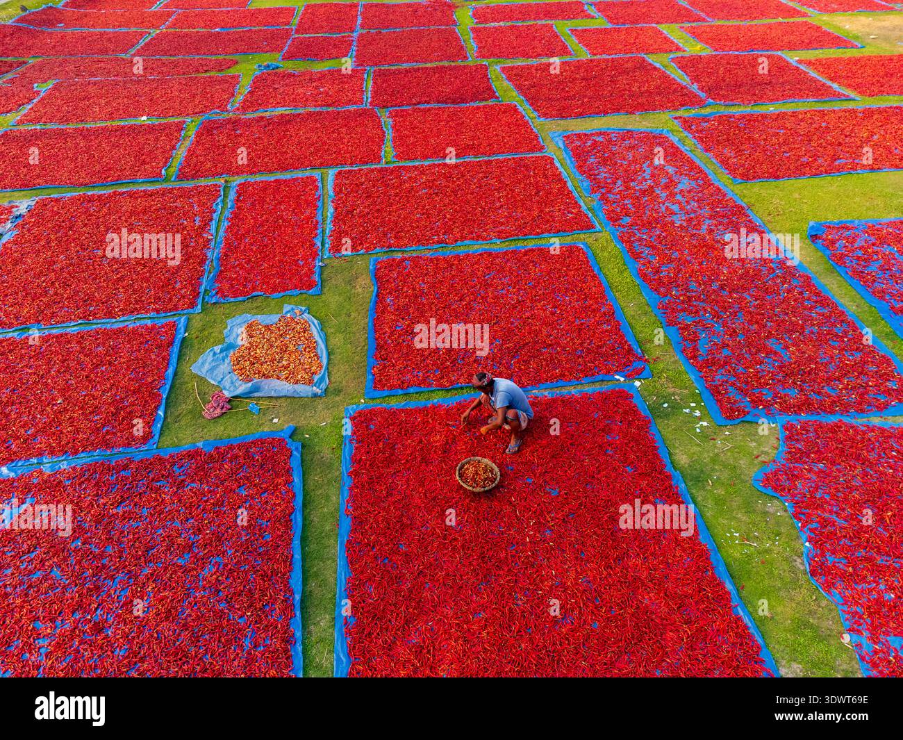 Panchagarh, Bangladesh - 9 maggio 2025: Veduta aerea di vivaci peperoncini rossi disposti ad asciugare in motivi geometrici contro i campi verdi, con un lavoratore Foto Stock