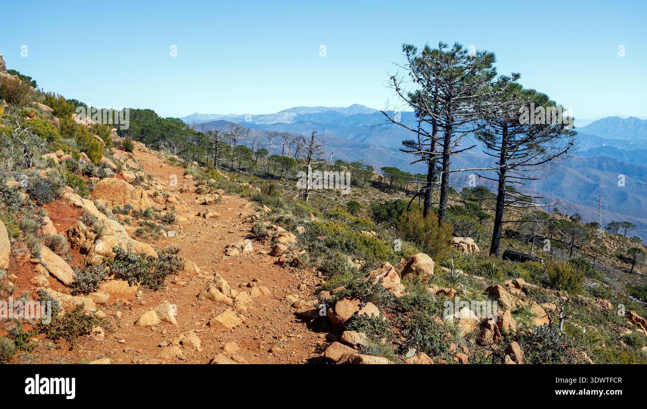 Scheletro di pino carbonizzato nel paesaggio rosso peridotite. Recupero dell'ambiente naturale dopo l'incendio forestale di Estepona, Spagna Foto Stock