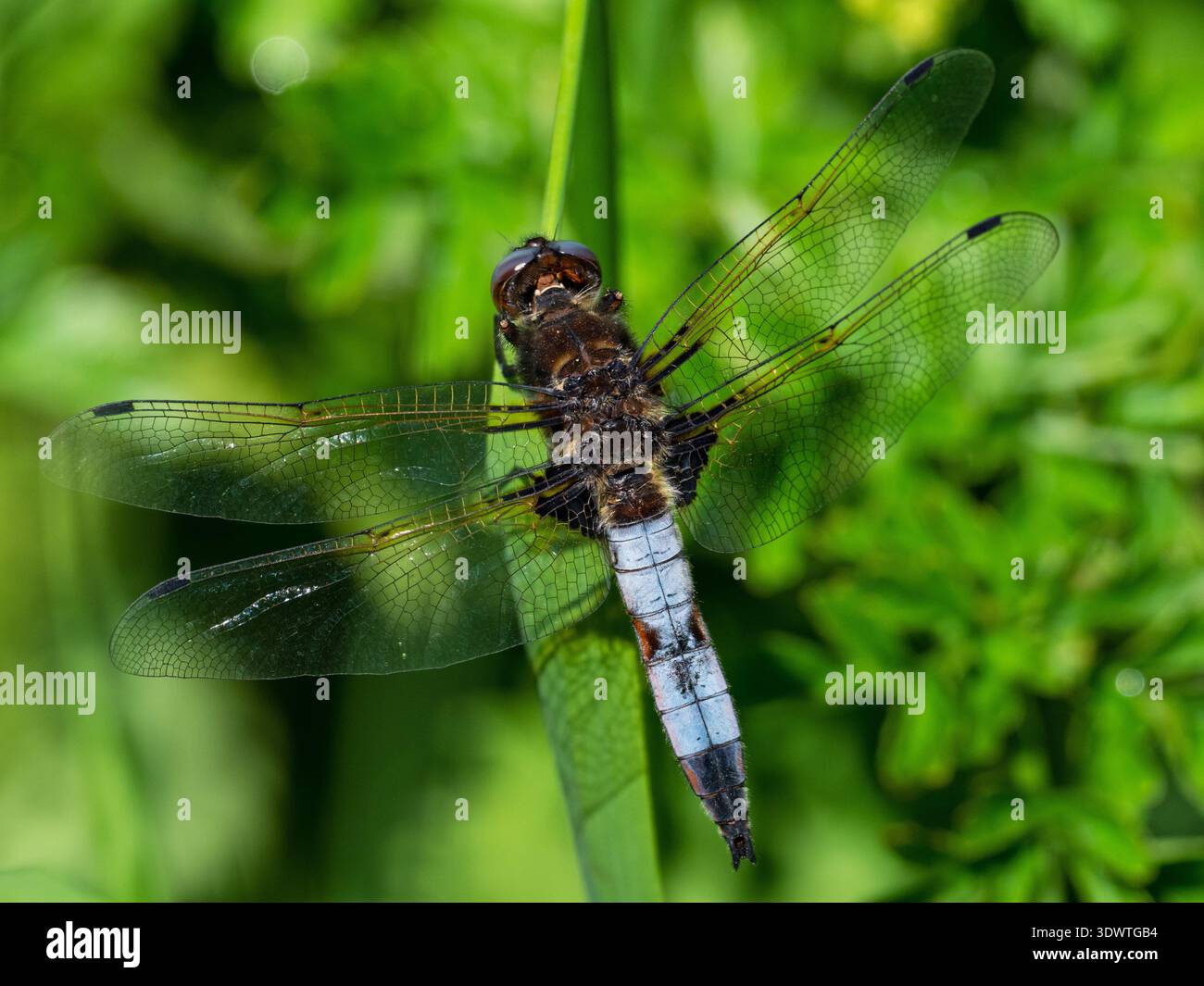 Blue Chaser Libellula fulva maschio che riposa sulla vegetazione accanto a South Drain, Shapwick Heath National Nature Reserve, Avalon Marshes, Somerset Levels e. Foto Stock