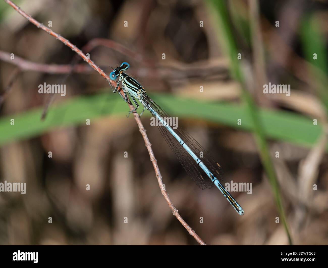 Damigella dalle gambe bianche Platycnemis pennipes maschio riposante, New Forest National Park, Hampshire, Inghilterra, Regno Unito, giugno 2020 Foto Stock