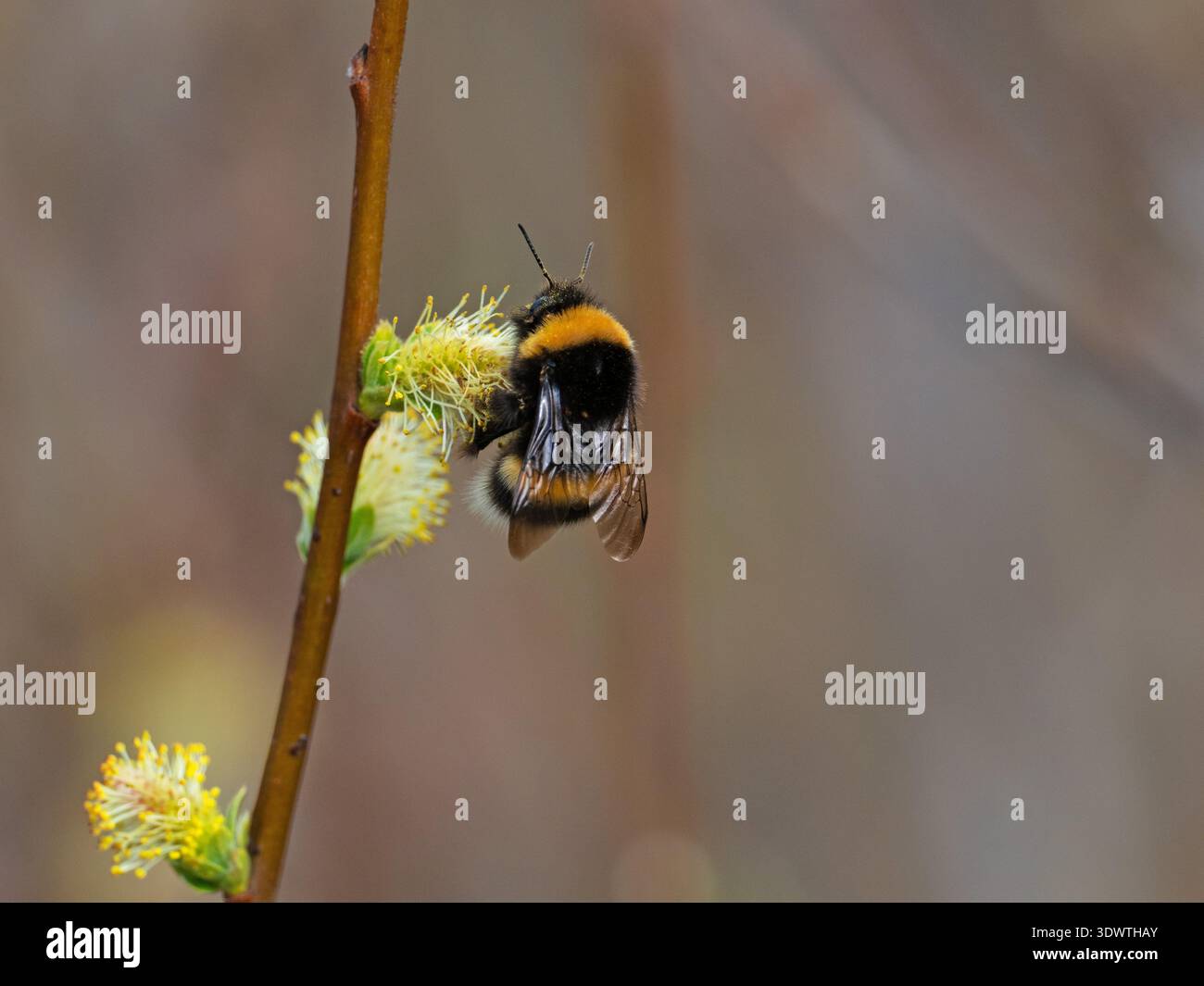 bumblebee Bombus lucorum dalla coda bianca che alimenta il nettare di salice caprino Salix caprea Isola di Mull, Ebridi interne, Argyll e Bute, Scozia, Regno Unito, M Foto Stock