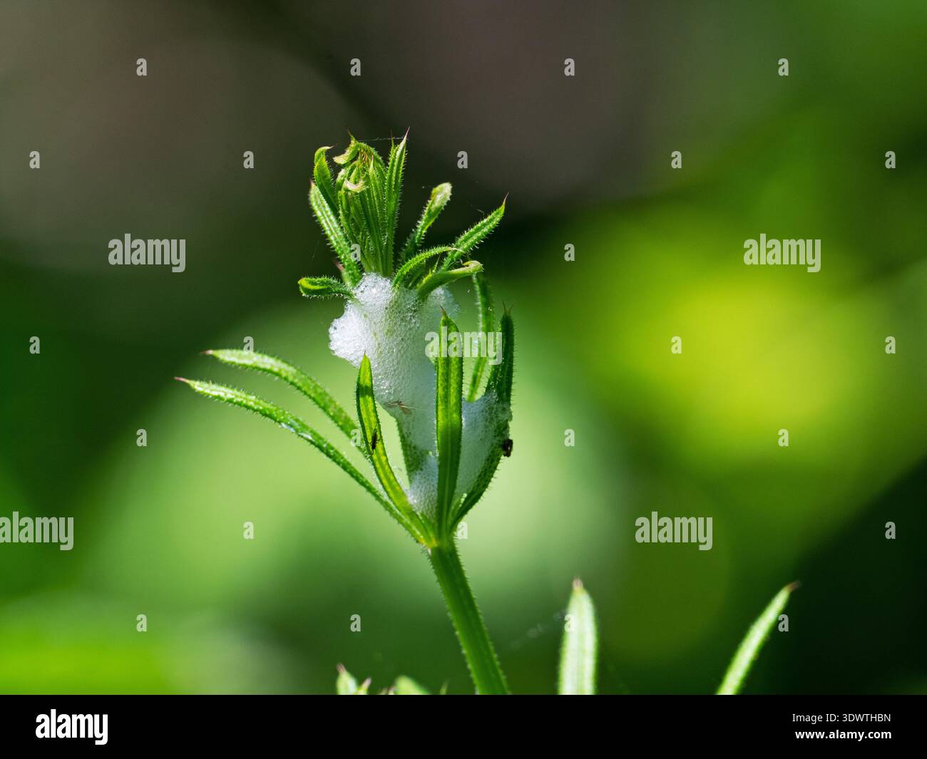Rana comune Philaenus spumarius cuckoo sputare su Cacciatori comuni Galium aparine, Hilfield Hill Nature Reserve, Dorset County Council Reserve, Dors Foto Stock