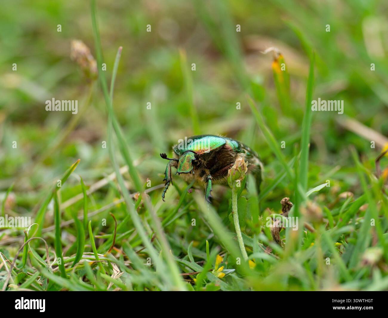 Rose chafer Cetonia aurata su prateria, Poulner Lakes, Ringwood, Hampshire, Inghilterra, Regno Unito, giugno 2024 Foto Stock