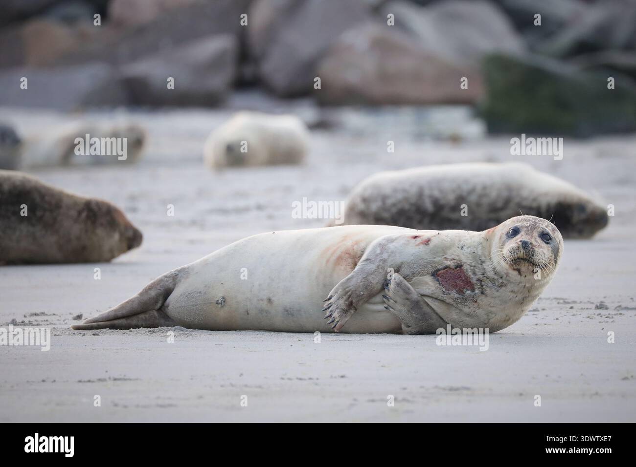 Foca grigia che poggia su una spiaggia sabbiosa all'interno di una colonia costiera. Immagine documentaria della fauna selvatica naturale che mostra le condizioni autentiche dei mammiferi marini nella loro Foto Stock