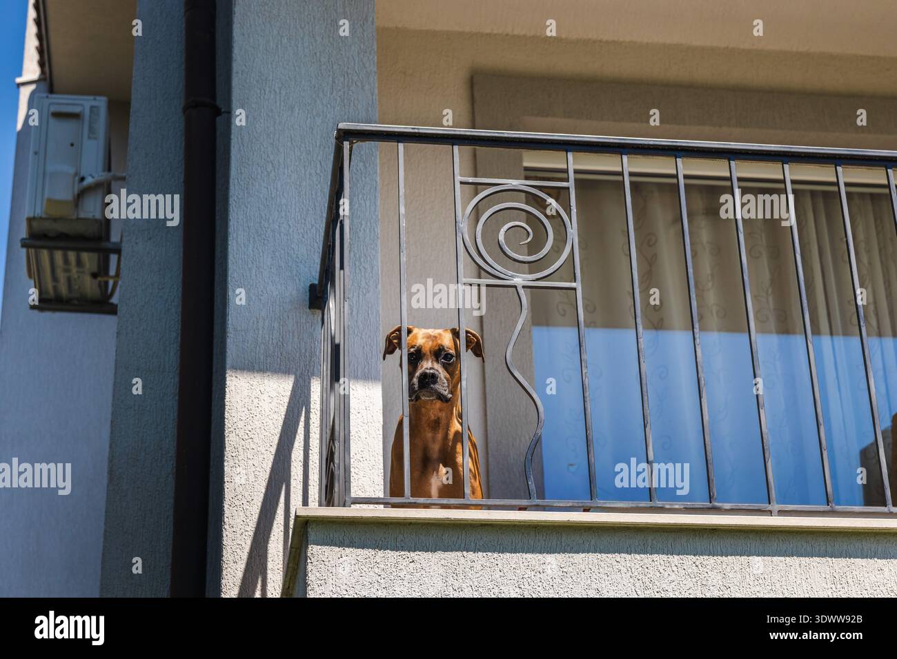 Cane tedesco Boxer in piedi sul balcone dietro ringhiera di metallo che guarda dall'esterno Foto Stock