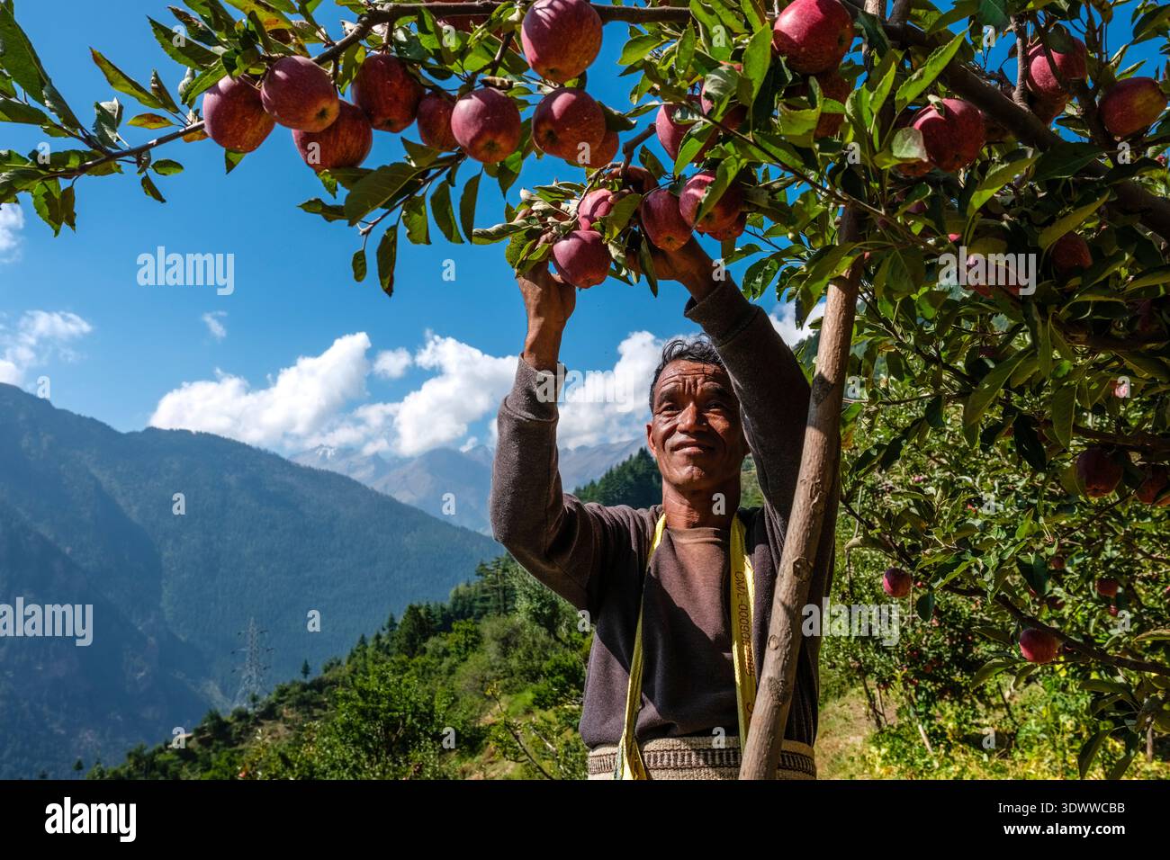 Un uomo raccoglie mele reali da un albero a Roghi, con la catena montuosa Kinnaur Kailash visibile sotto un cielo blu in lontananza. Foto Stock
