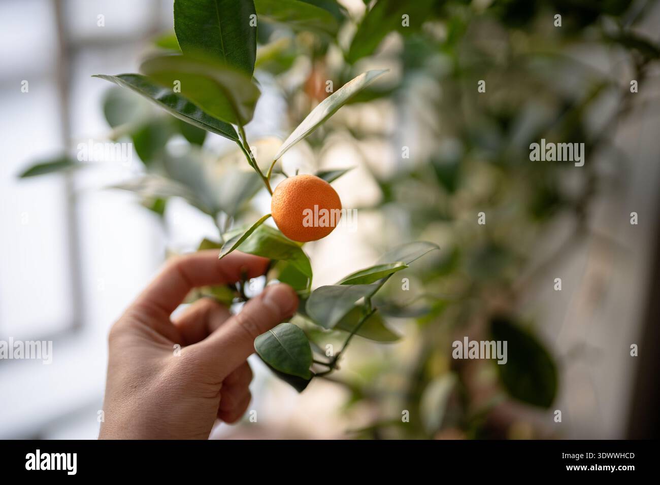 Mani dell'uomo che raccolgono il primo raccolto di mandarini coltivati in casa, la persona coltivava l'albero in vaso di agrumi a casa Foto Stock
