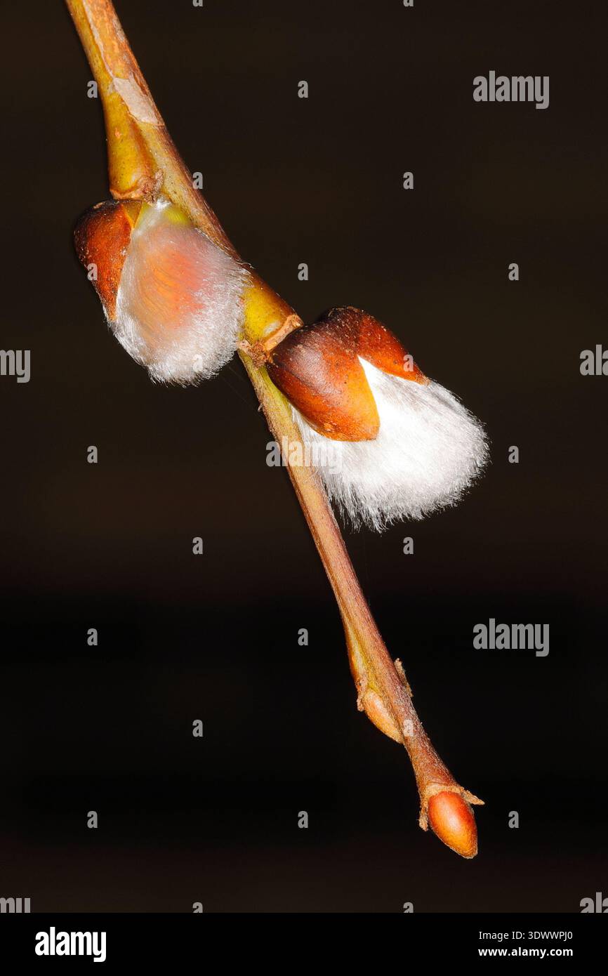 Foto macro della fine di un ramo di salice piangente nano (Salix caprea) in primavera, con gemme e due gatti che iniziano a emergere. Foto Stock