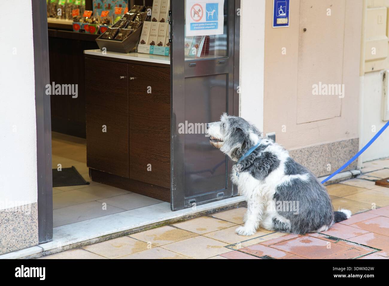 Un bel cane mercantile che aspetta fuori dalla porta del negozio a Menton in Francia Foto Stock