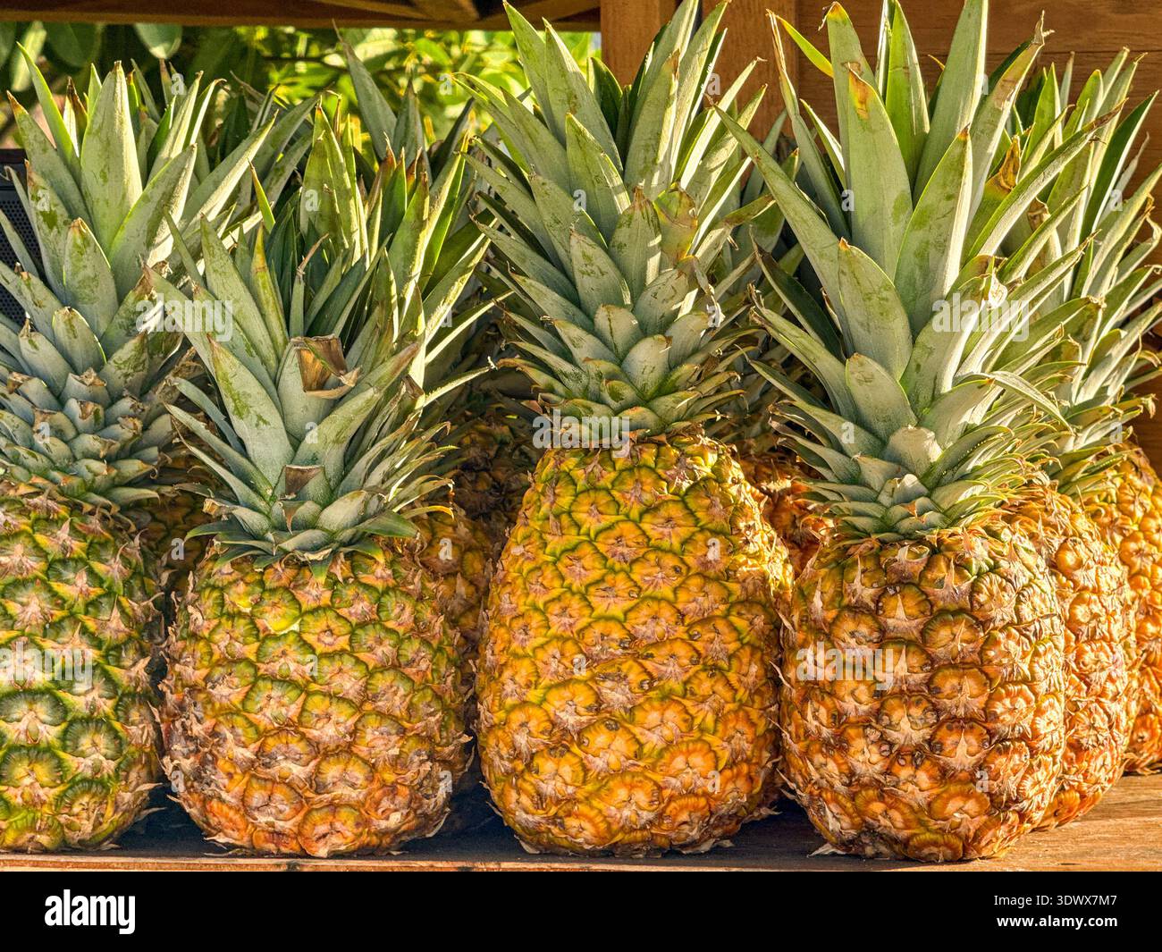 Vista ravvicinata degli ananas freschi e succosi in vendita su una bancarella di mercato su un'isola tropicale - Immagine stock catturata con smartphone
