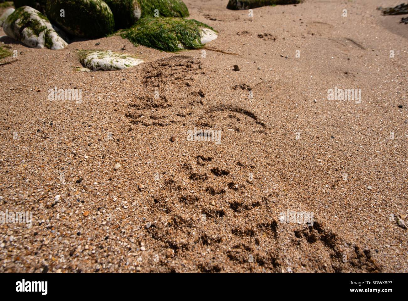 Impronte dei piedi nella spiaggia deserta spiaggia sabbiosa Regno Unito Foto Stock