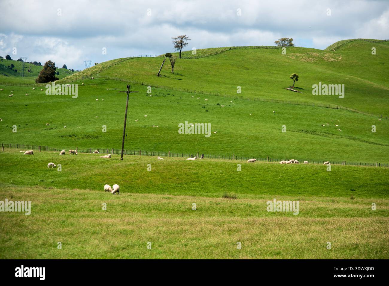 La città di Taupo, sull'isola settentrionale della nuova Zelanda, è circondata da dolci colline verdi e innumerevoli greggi di pecore. Foto Stock