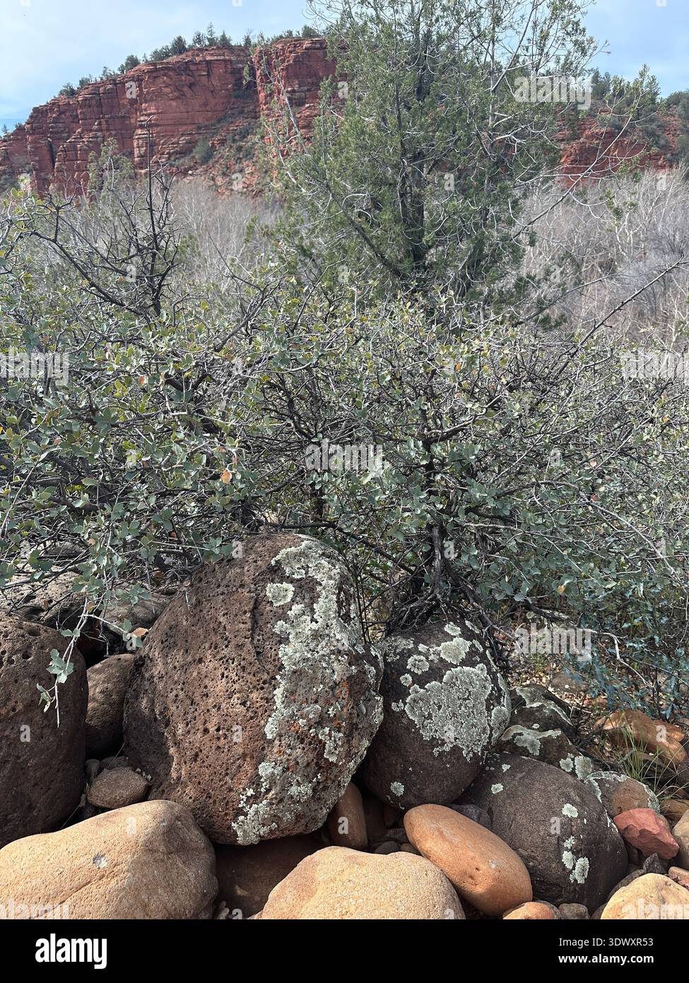 Rocce ricoperte di licheni in primo piano e montagne di roccia rossa sullo sfondo, su un sentiero escursionistico vicino a Sedona, Arizona. Foto Stock