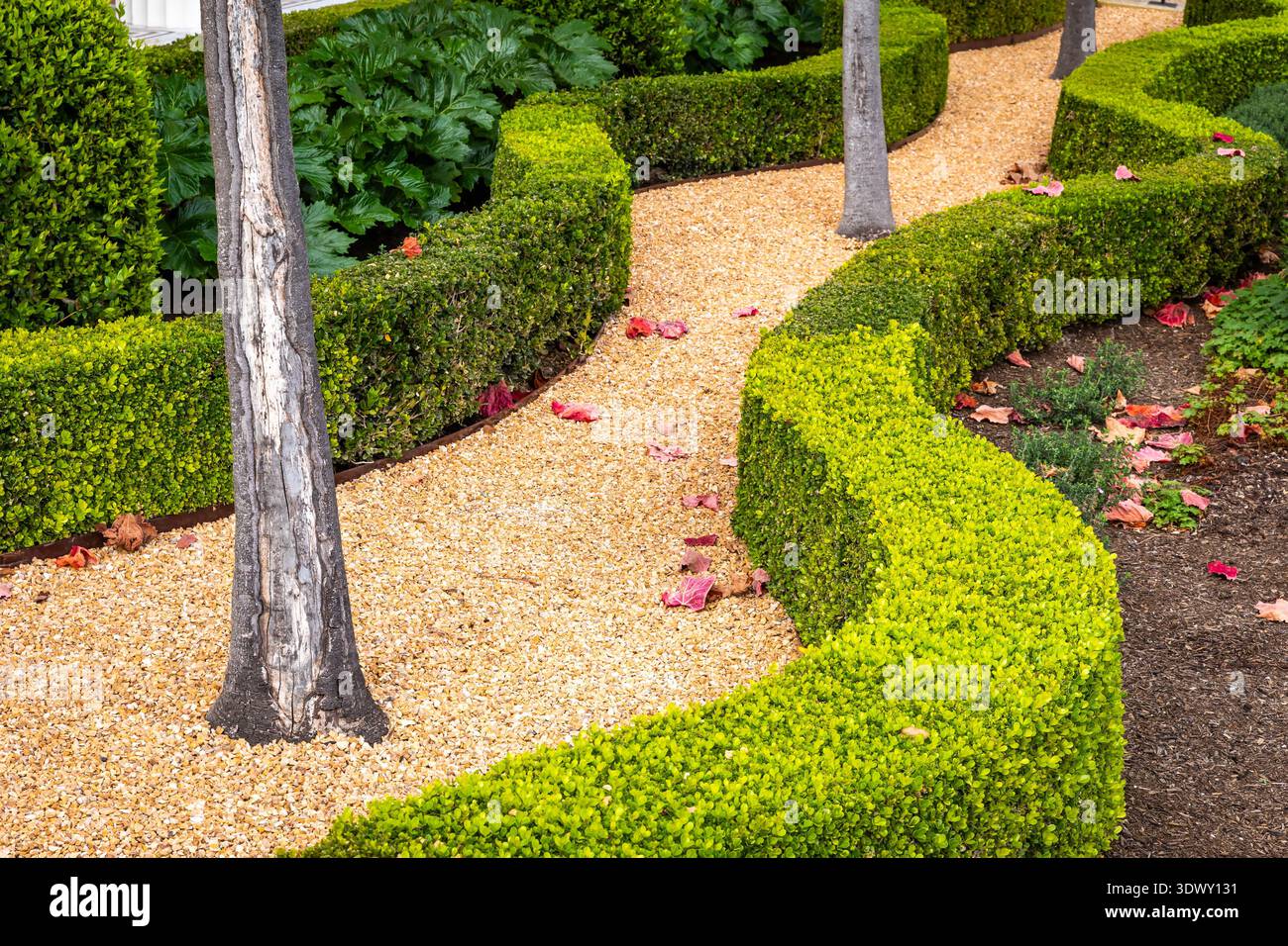 Cespugli verdi rifiniti con cura e vialetti strutturati del giardino che mostrano un raffinato design paesaggistico e un'estetica esterna Foto Stock