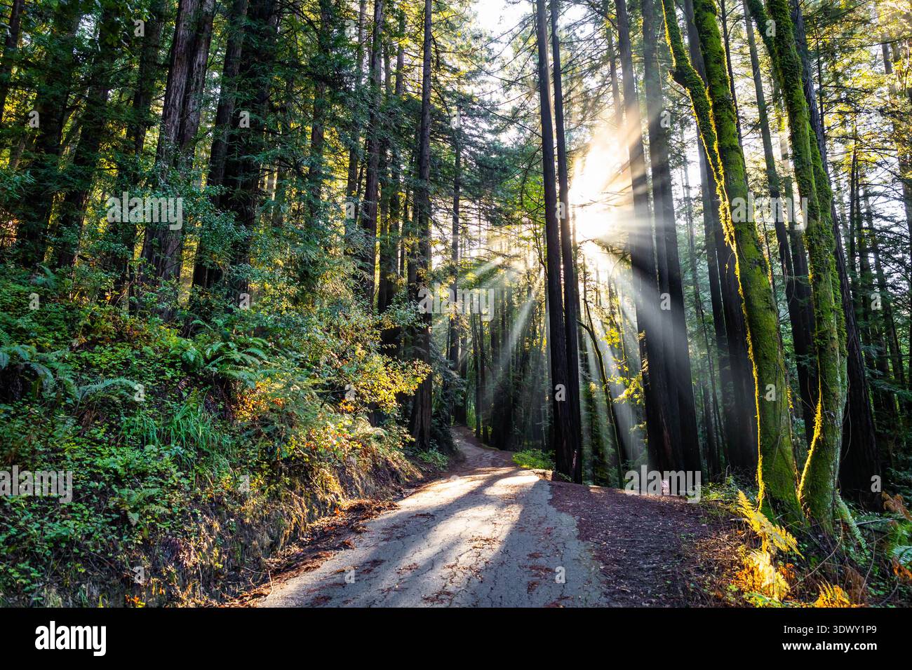 La luce del sole mattutina filtra tra torreggianti alberi di sequoia lungo un sentiero panoramico nel parco statale Henry Cowell Redwoods in California Foto Stock