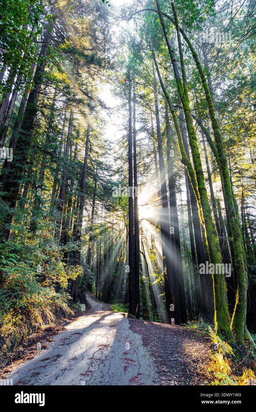 La luce del sole mattutina filtra tra torreggianti alberi di sequoia lungo un sentiero panoramico nel parco statale Henry Cowell Redwoods in California Foto Stock