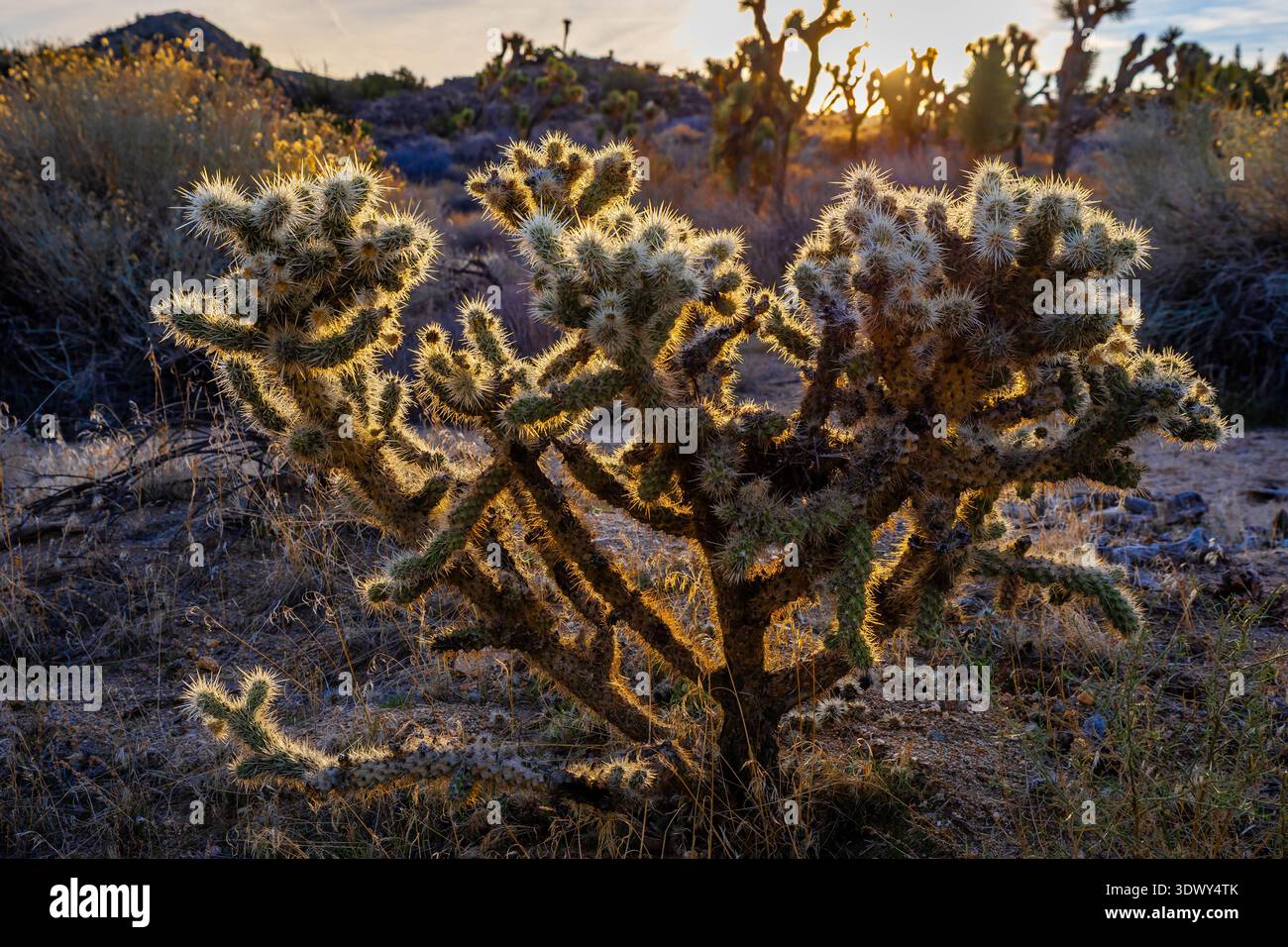 Il soffice cactus cholla cresce alla luce del sole mattutino lungo il Panorama Loop Trail all'interno del Joshua Tree National Park, deserto della California Foto Stock