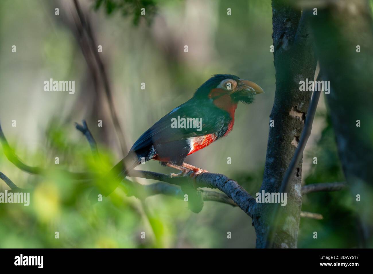 Barbetto barbuto (Lybius dubius) arroccato in un fitto cespuglio, mostrando il suo pesante becco e il piumaggio rosso. Foto Stock