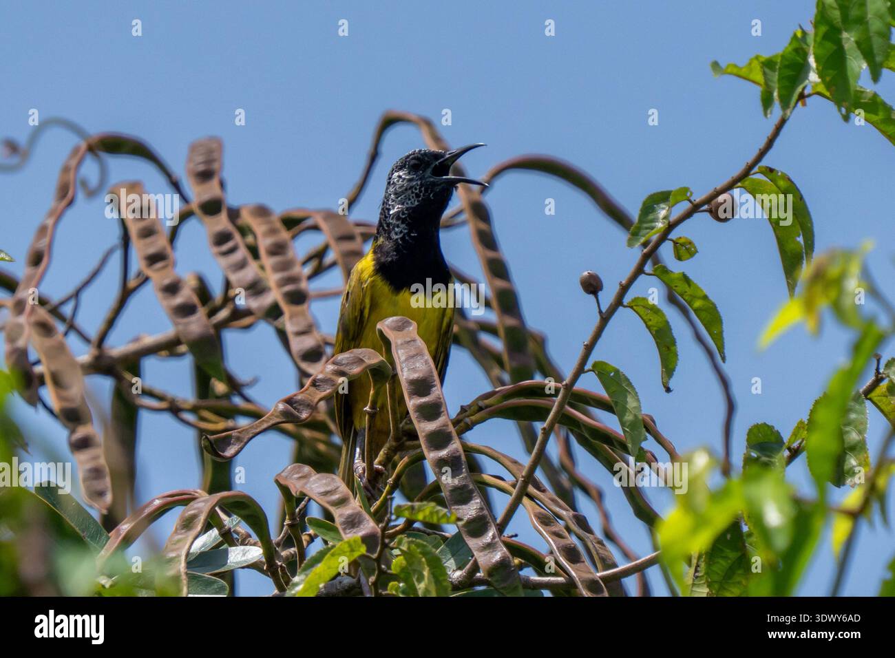 Una vibrante parula Oriole (Hypergerus atriceps) arroccata tra il fogliame verde mentre canta, mostrando le sue parti inferiori gialle e la caratteristica m nera Foto Stock