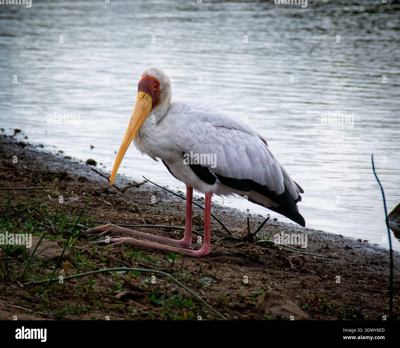 Fauna elegante immagini e fotografie stock ad alta risoluzione - Alamy