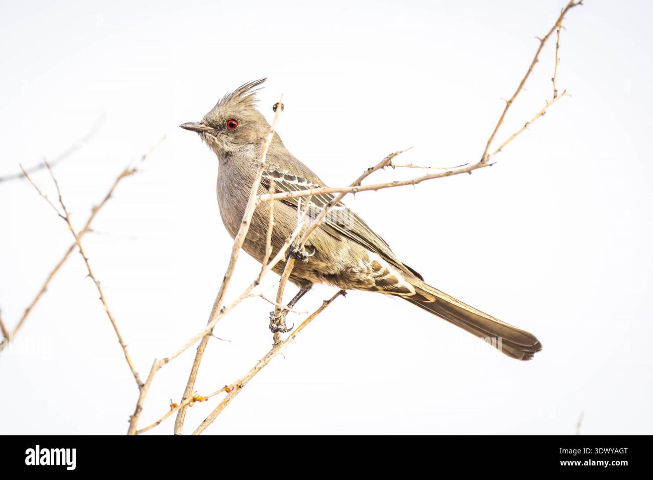 Il ritratto ravvicinato mostra una Phainopepla femmina con morbidi dettagli piumati e becco sottile Foto Stock