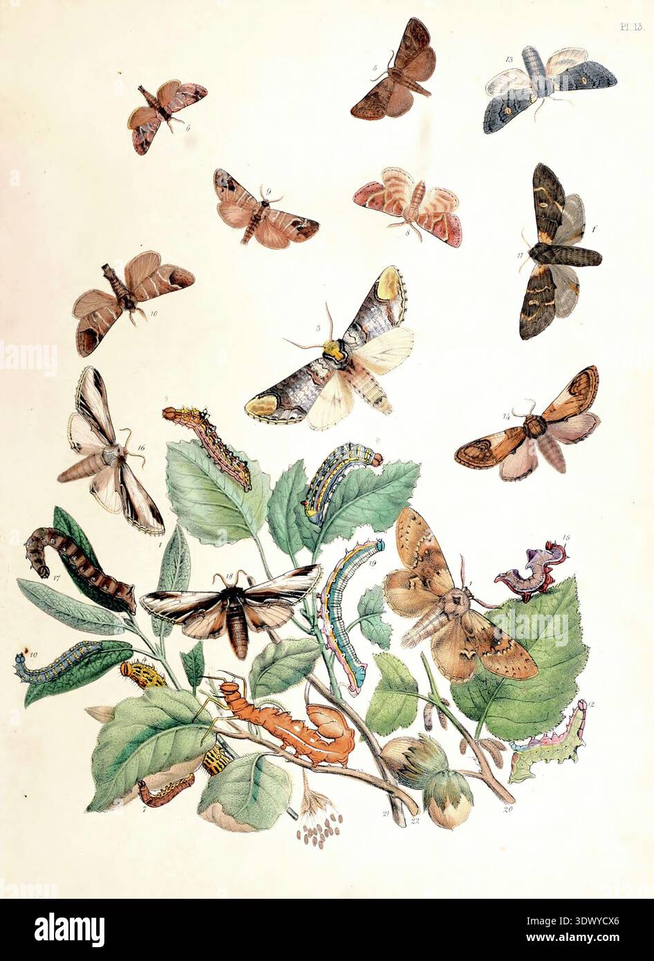 SEATTLE - 13 ottobre 2024 - Antica illustrazione di tussock di noci, asfaltini e altre falene con caterpillars che volano intorno a foglie verdi Foto Stock