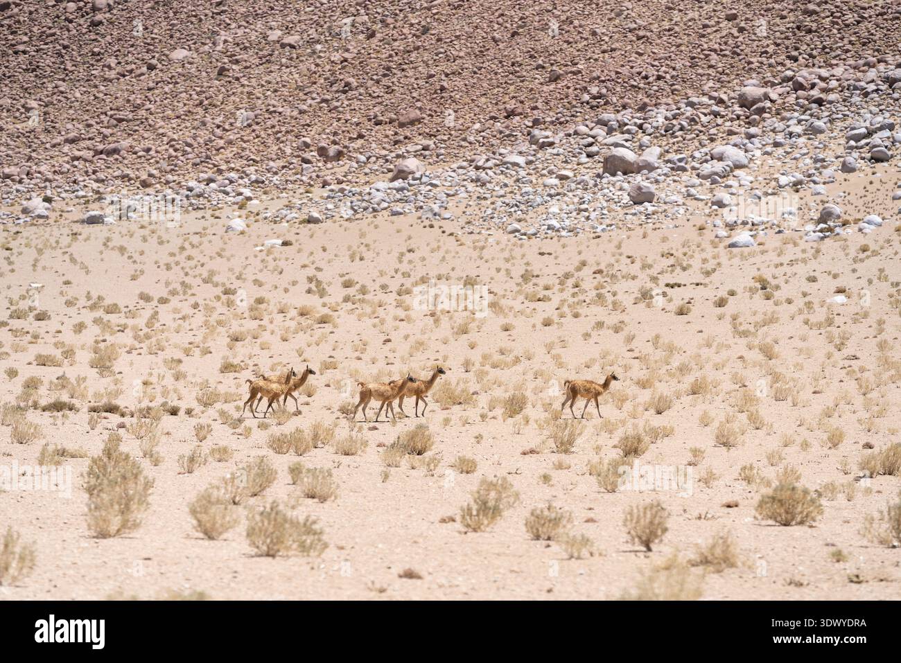 Gruppo di vicuñas che cammina attraverso la pianura desertica e sabbiosa, con arbusti sparsi e colline rocciose sullo sfondo Foto Stock