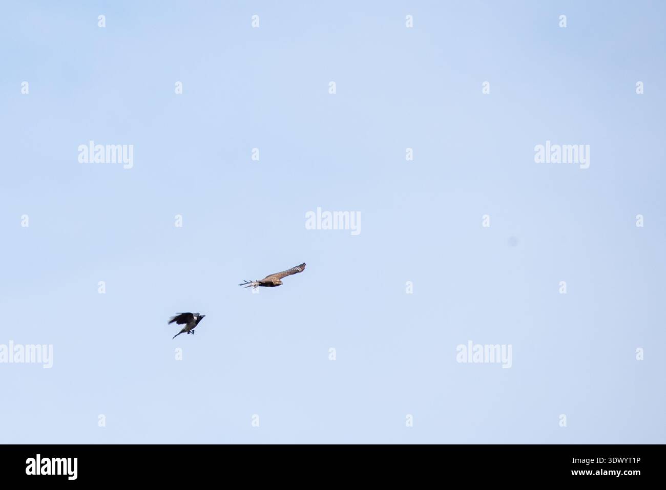 Corvo in fuga da Falco in Blue Sky Dramatic Wildlife Action Foto Stock