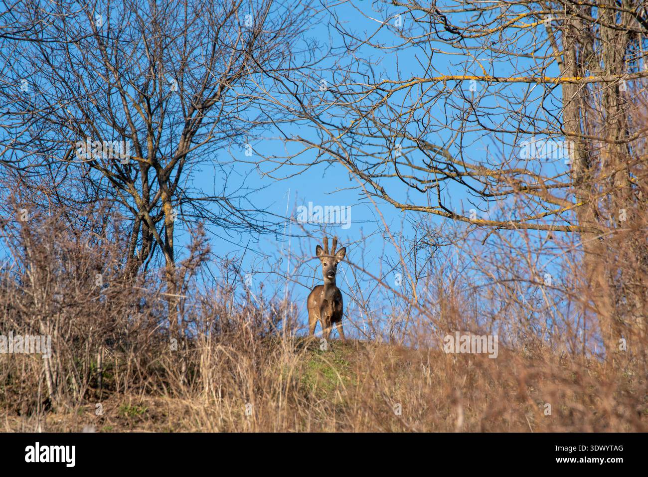Roe Deer Buck in piedi in collina silhouette al Dusk Foto Stock