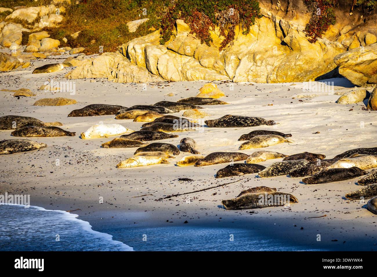 Tranquillo scenario di foche del porto che riposano insieme su una spiaggia sabbiosa lungo la baia di Monterey, godendosi l'ambiente calmo costiero della California Foto Stock