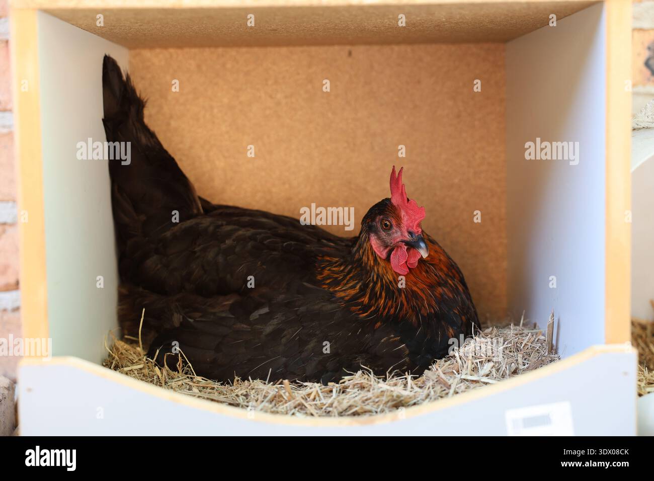 Gallina seduta in una scatola di nidificazione che dedica uova con biancheria da letto di paglia in una culla di pollo sul retro. Foto Stock